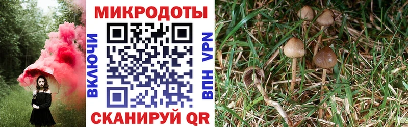 Галлюциногенные грибы Psilocybe  хочу наркоту  Северск 
